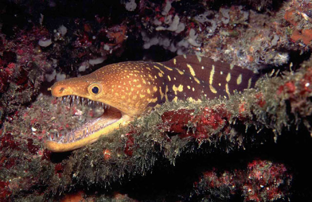 Murena nera:la pi rara delle due specie mediterranee